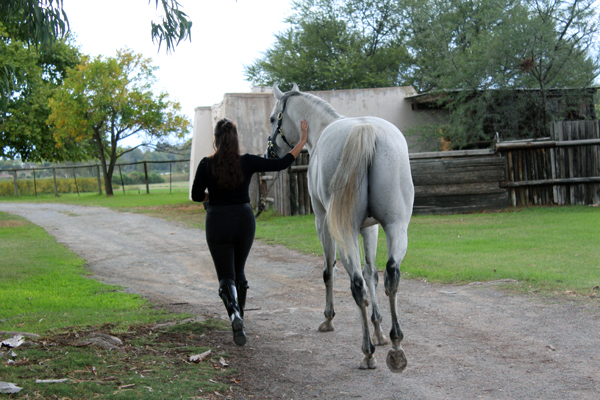 Stallion Blue Tiger out for a walk, photo by Josh Barry