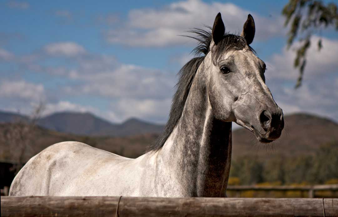 Grey Stallion Blue Tiger