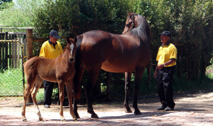 Victory Dance mare by Victory Moon out of Shadow Dancing