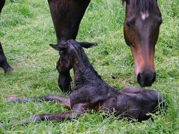 Newborn foal at Riverton Stud