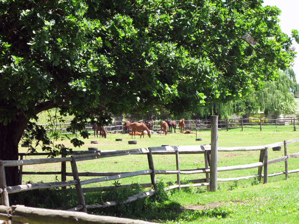 Riverton yearlings by Heather Parsonage