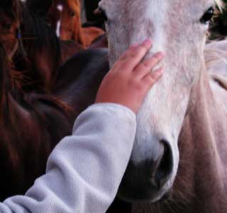 Riverton yearlings muzzle
